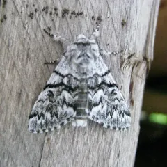 Western Panthea Moth thumbnail 1