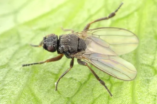 Ischiolepta pusilla