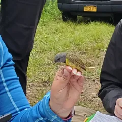 Mourning Warbler thumbnail 3