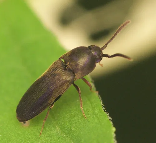 Dromaeolus harringtoni