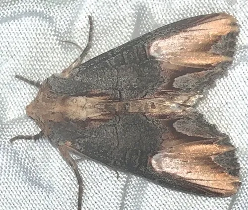 Admetovis similaris