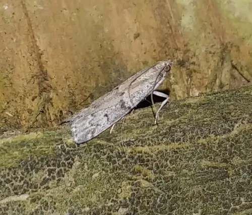 Beehive Honey Moth