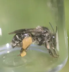 Dark-footed Yellow Loosestrife Bee thumbnail 1