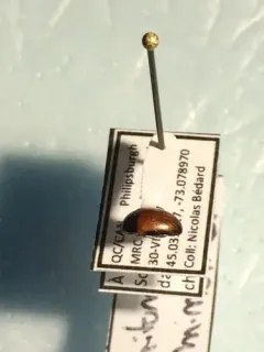 Tritoma mimetica thumbnail 3