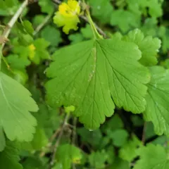 Missouri Gooseberry thumbnail 3