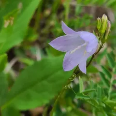 Alaskan bellflower thumbnail 4