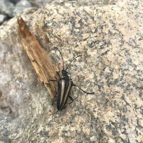 Stenocorus flavolineatus