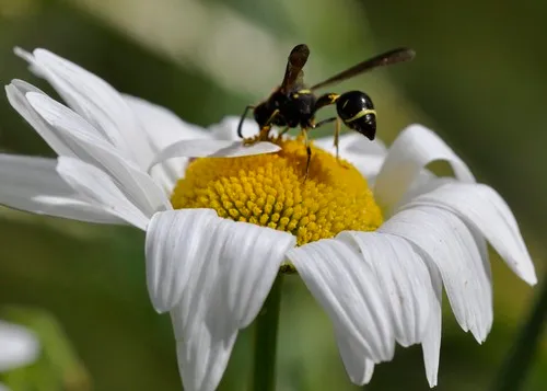 Eumenes consobrinus