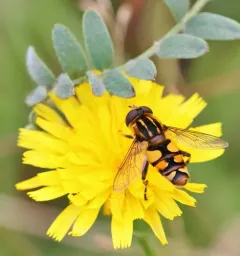 Obscure Marsh Fly thumbnail 2