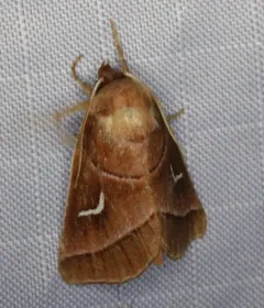 Marsh Fern Moth thumbnail 3