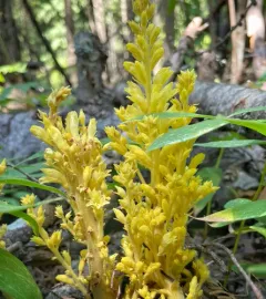 conifer broomrape thumbnail 3