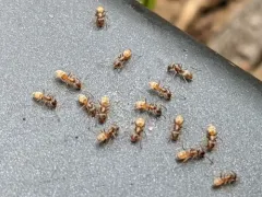 High Noon Ant thumbnail 3