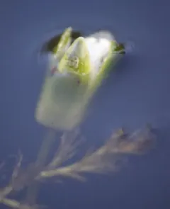 Pygmy Water-lily thumbnail 1