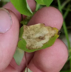Phytomyza plumiseta thumbnail 4