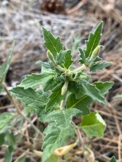 Stick-Leaf thumbnail 1