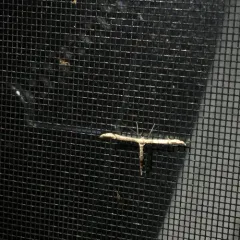 Eupatorium Plume Moth thumbnail 2