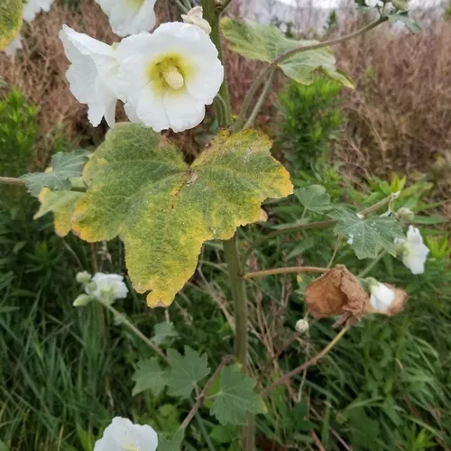 Hollyhock