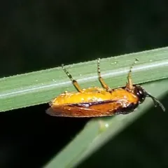 Rose Sawfly thumbnail 4