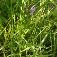 Winged Loosestrife thumbnail 4
