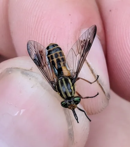 Sherman's Deer Fly