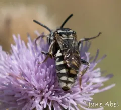 Olympia Cellophane-cuckoo Bee thumbnail 2