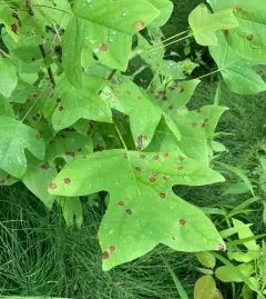 tulip tree leaf spot gall midge thumbnail 2