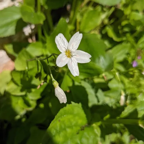 Heartleaf Springbeauty