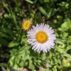 Subalpine Fleabane thumbnail 1