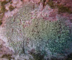 Ropalospora viridis thumbnail 4