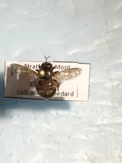 Broad-footed Ant Fly thumbnail 4