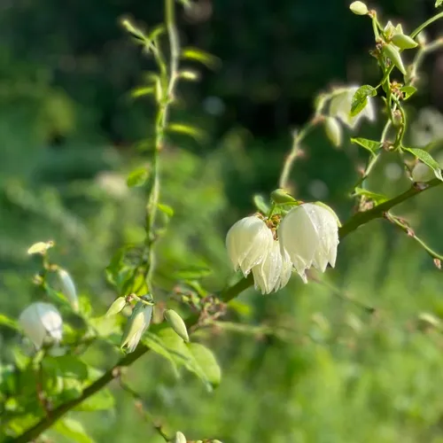 common yucca