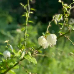 common yucca thumbnail 1