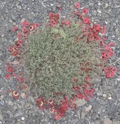 Nutzotin Milkvetch thumbnail 2