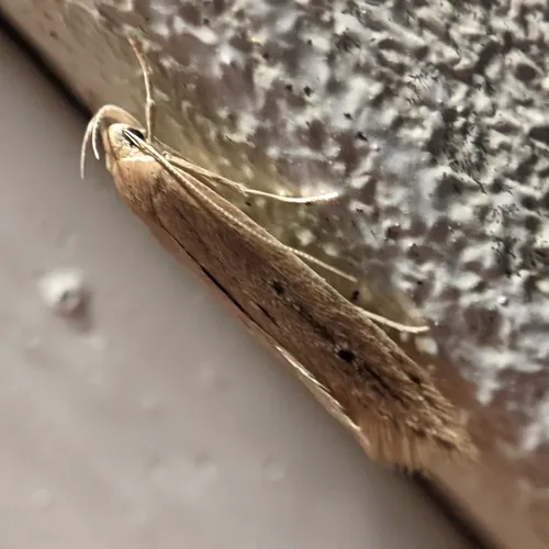 Shy Cosmet Moth