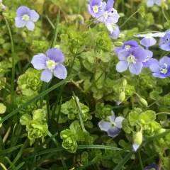 Slender speedwell thumbnail 1