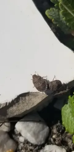 Sciocoris microphthalmus thumbnail 2
