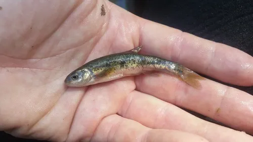Allegheny Pearl Dace