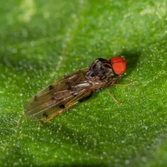 Syneches simplex thumbnail 3