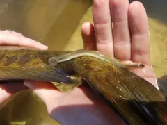 Silver Lamprey thumbnail 3