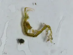Caprella laeviuscula thumbnail 4
