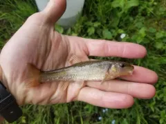 Tonguetied Minnow thumbnail 3