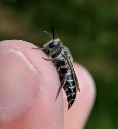 Coelioxys sodalis thumbnail 1
