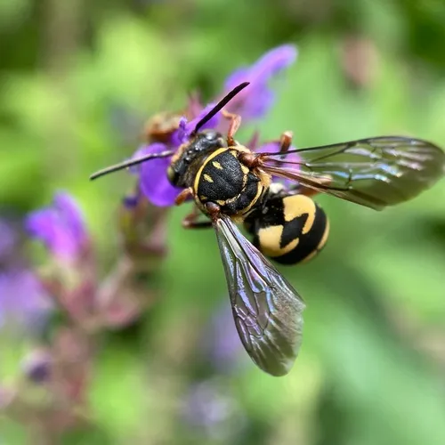 Lunate Longhorn-cuckoo Bee