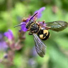 Lunate Longhorn-cuckoo Bee thumbnail 1