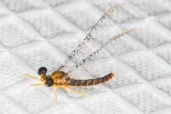 Jewett's Flat-headed Mayfly thumbnail 2