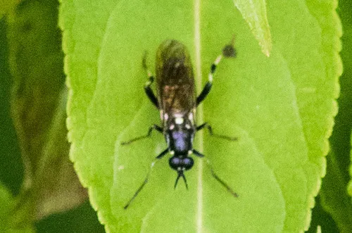 Xylomya aterrima