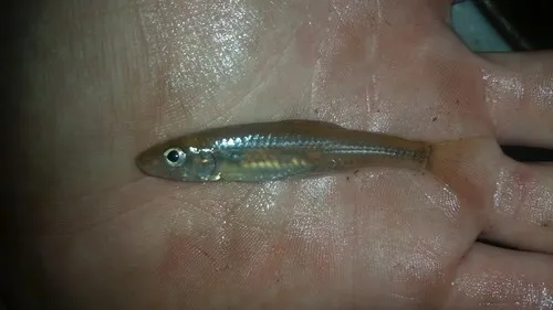 Silverjaw Minnow