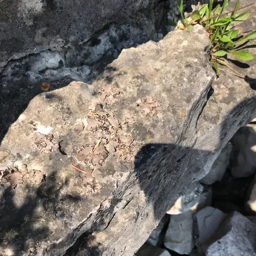 Dermatocarpon dolomiticum