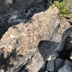 Dermatocarpon dolomiticum thumbnail 1