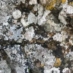 Rock Dimple Lichen thumbnail 3